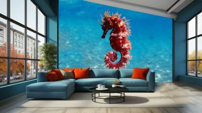 Mediterranean Seahorse - Hippocampus guttulatus Wall mural