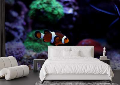 Nemo (Ocellaris Clownfish) Wall mural