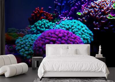 Pocillopora (Pocilloporidae) short polyps stony coral Wall mural