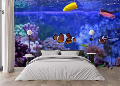 Popular fish enjoy in coral reef aquarium tank Wall mural