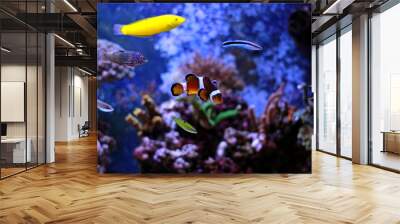 Popular fish enjoy in coral reef aquarium tank Wall mural