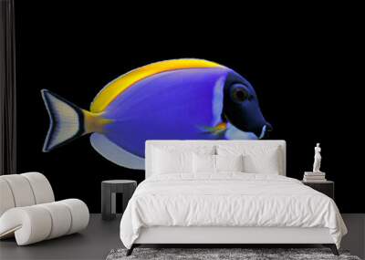 Powder Blue Tang (Acanthurus leucosternon)  Wall mural