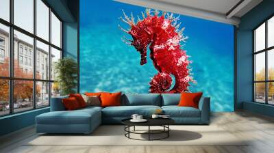 Red long-snouted seahorse - Hippocampus guttulatus
 Wall mural