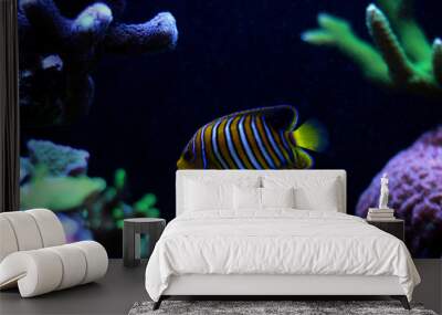 Regal Angelfish in reef aquarium tank Wall mural