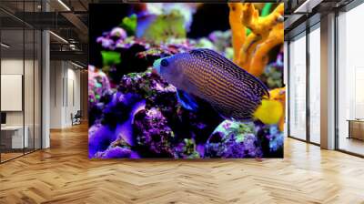 Splendid Dottyback coral reef fish in marine aquarium Wall mural