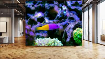 The royal dottyback - (Pictichromis paccagnellorum) Wall mural