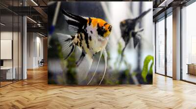 Tricolor koi freshwater angelfish - Pterophyllum scalare 
 Wall mural