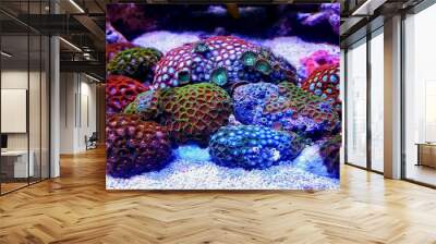 zoanthus polyps in coral reef aquarium tank Wall mural