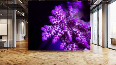 Beautiful acropora sps coral in coral reef aquarium tank. Macro shot. Selective focus. Wall mural