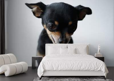 Close-up angry little black dog of toy terrier breed on a white background.Selective focus. Wall mural