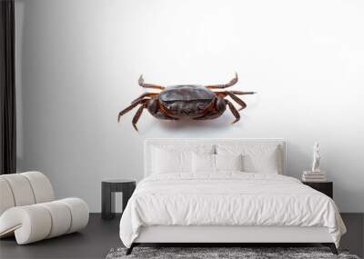 High-quality image of a freshwater crab (Gecarcinucoidea) isolated on a white background (kepiting air tawar atau Yuyu di latar belakang warna putih) Wall mural