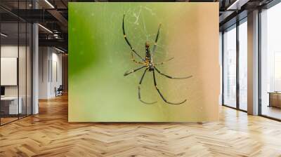 spider on the web Wall mural