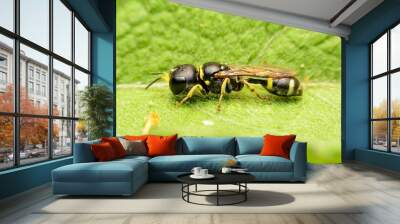  Wasp in colorful summer leaves  Wall mural