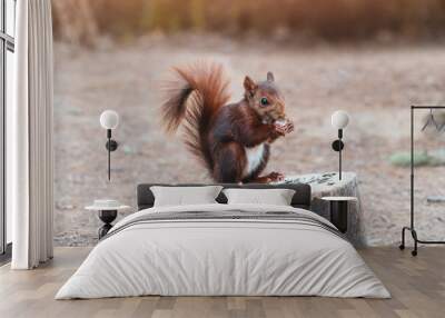 squirrel sitting on a cut trunk of a tree eating sunflower seeds Wall mural