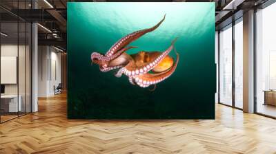 оctopus in the deep ocean Wall mural