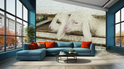 The face of the sheep emerging from the stable , sheep in stable. Wall mural