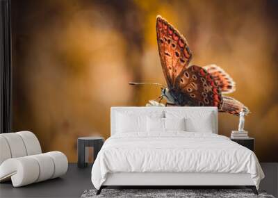 Butterfly and autumnal flower of the field. Sunny card Wall mural