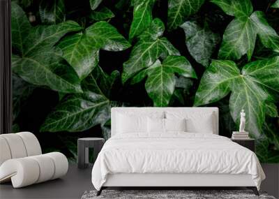 Green ivy leaves background Wall mural