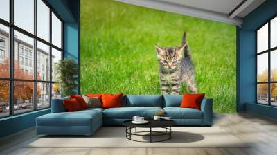 Little funny kitten walking in the green garden Wall mural