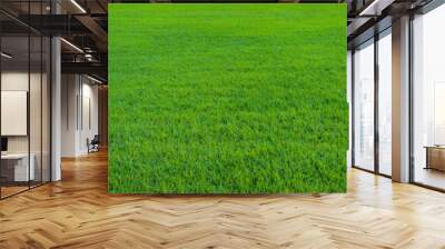 Background of beautiful green grass pattern Wall mural