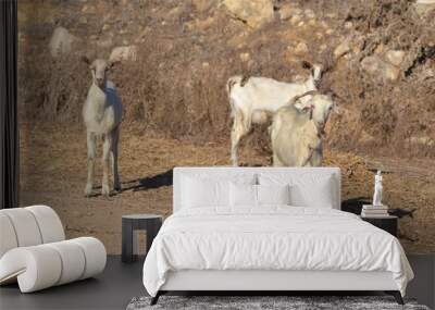 goats Wall mural