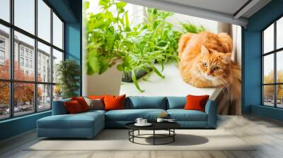 Cute ginger cat is sitting on window sill near flower pots with rocket salad, basil and cat grass. Fluffy pet is staring curiously. Cozy home with plants. Wall mural