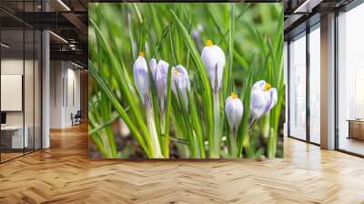 Purple crocus flowers makes the way through fallen leaves. Natural spring background. Wall mural