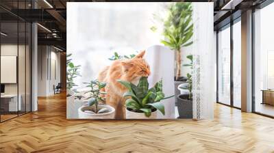 Ultrasonic humidifier among houseplants. Ginger cat bites succulent plant leaf on windowsill. Water steam moisturizes dry air at home. Electric device for comfort atmosphere. Wall mural