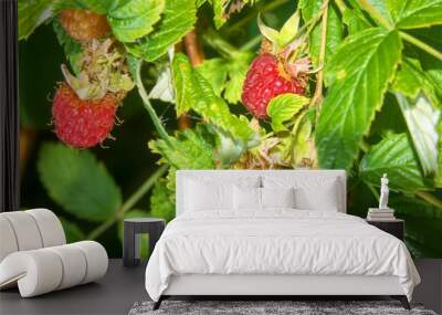 Closeup of raspberry berries on a branch Wall mural