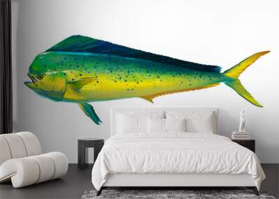 Mahi mahi or dolphin fish isolated on white. Realistic illustration of mahi mahi or dolphin fish isolated on white background. Side view. Wall mural