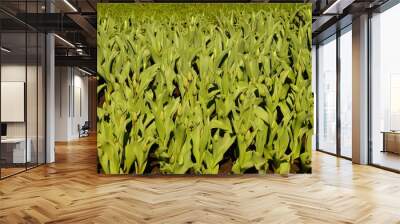 green grass texture Wall mural