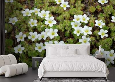 Flowers of Sagina subulata blooms in the garden on a sunny day. Alpine Pearlwort. Wall mural