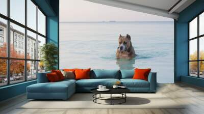 pit bull in the water, a pit bull on the beach of a tropical island swims in the water	 Wall mural