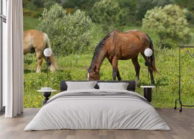 Brown horse grazing grass in a field with yellow flowers Wall mural