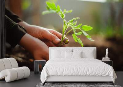 Closeup of a tomato seedling in the hands of a young boy ready to plant it into the soil at the garden. Home grown vegetables and healthy food care. Horticulture and home garden concept. Wall mural