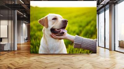 Closeup of a woman's hand pet the happy dog on the green field on the sunset. Cheerful labrador retriever sits on the grass with his owner. Home pet play and walk concept. Wall mural