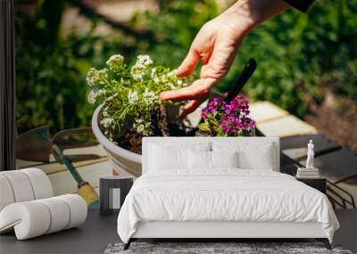 Closeup of woman's hands holding and adjusting two flowers just being transplanted into a pot. Gardener with purple and whote flowers on a sunny day. Horticulture and home garden concept. Wall mural