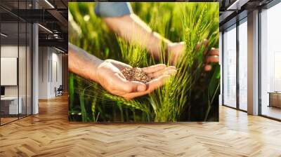 Farmer's hands. The agronomist checks and compares ripe wheat with young wheat. Ripe harvest concept. Wheat grains. Wall mural