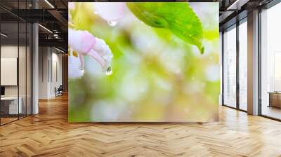 Spring Blooming flower background; Beautiful pink tree blossom and spring rain. Wall mural