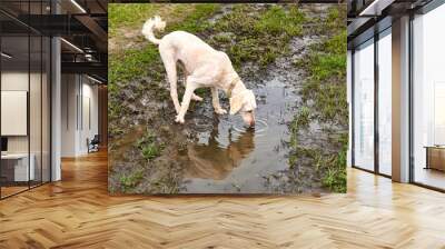 A dog drinks water from a puddle. Wall mural