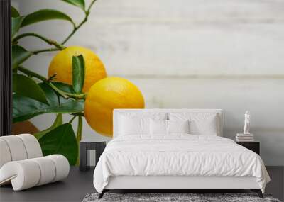 Lemon plant with two fruits on a light background. Wall mural