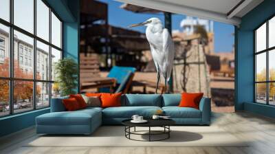 A beautiful white bird sits on a deck chair on the beach. Big bird. Sunny summer day. Wall mural