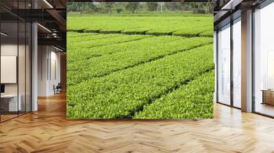 green tea plantation Wall mural