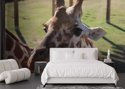 portrait of a giraffe Wall mural