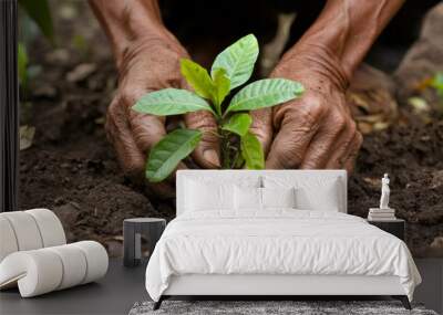 A person is planting a small tree in the dirt Wall mural