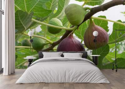 figs on the branch of a fig tree Wall mural