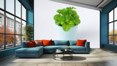 Green leaf mint plant in pot isolated on white desk background Wall mural