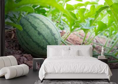 Green watermelon on plant vine growing on ground of organic agricultural farm. Wall mural