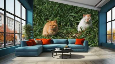 two fluffy cat in grass bush Wall mural