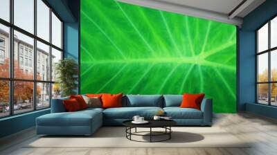 Bon leaf texture Light green with natural white streaks for backgrounds or other art and design illustrations. Wall mural